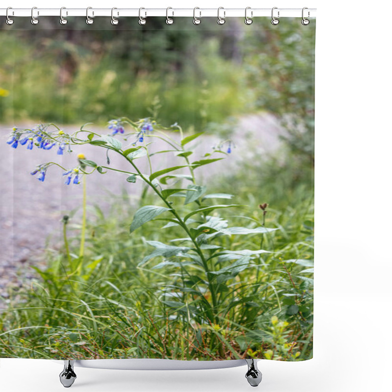 Personality  Flowering Bluebell Plant Next To A Gravel Path Shower Curtains