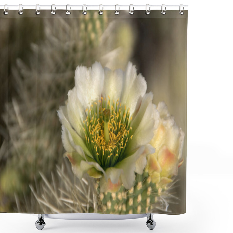 Personality  Cactus At Organ Pipe Cactus N.M., Arizona, USA Shower Curtains