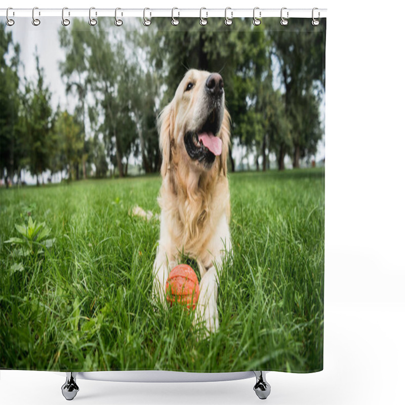 Personality  Selective Focus Of Cute Golden Retriever Dog Lying With Rubber Ball On Green Lawn Shower Curtains