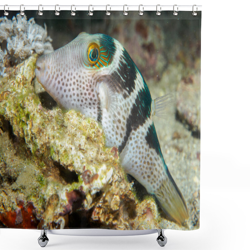 Personality  Blowfish Under The Sea Shower Curtains