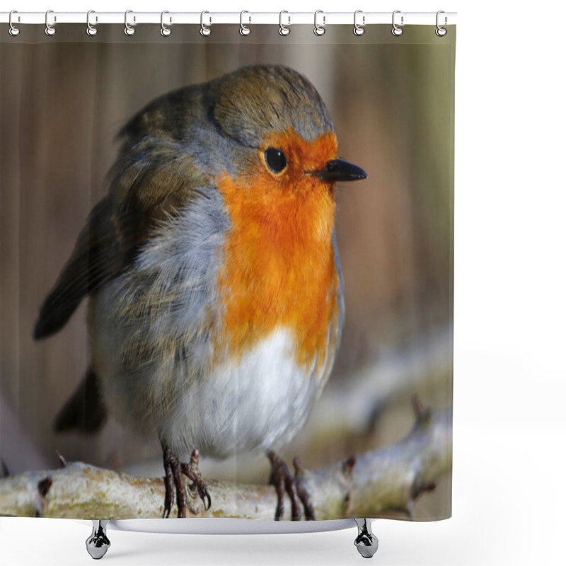 Personality  Eurasian Robin In The Woods Shower Curtains