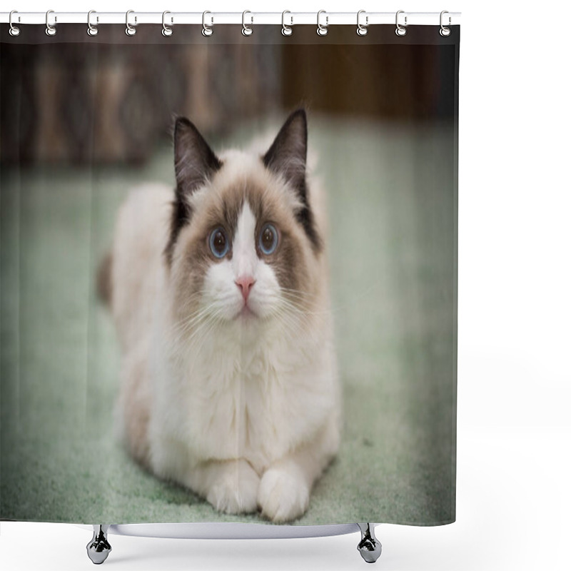 Personality  Young Healthy Beautiful Purebred Ragdoll Cat, At Home Shower Curtains