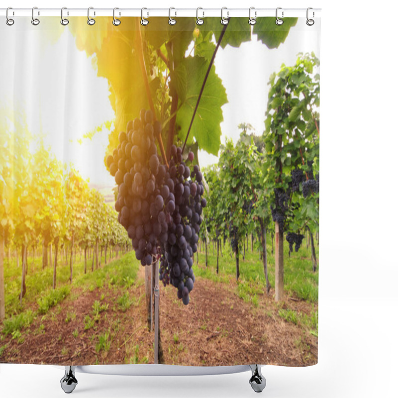 Personality  Red Grapes Lit By The Sun Shower Curtains