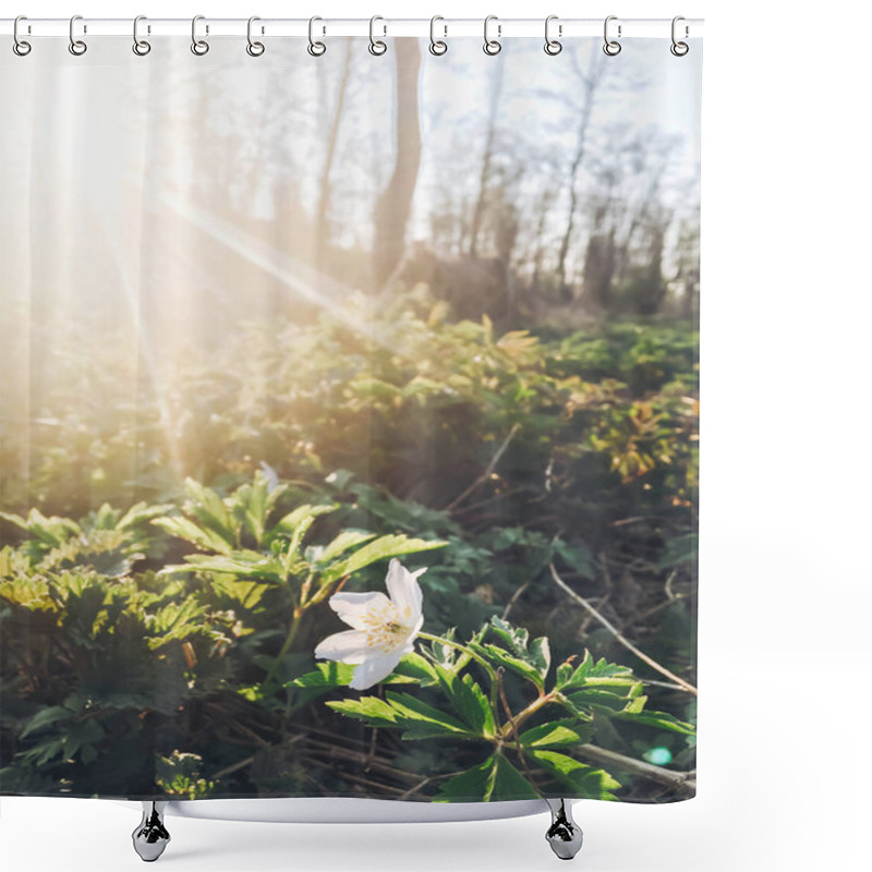 Personality  Beautiful Blooming Anemone First Spring Flowers In Sunset Light In Evening Park. Tender  Blossoms In Springtime In Sun Rays In Woods. Hello Spring Floral Picture Shower Curtains