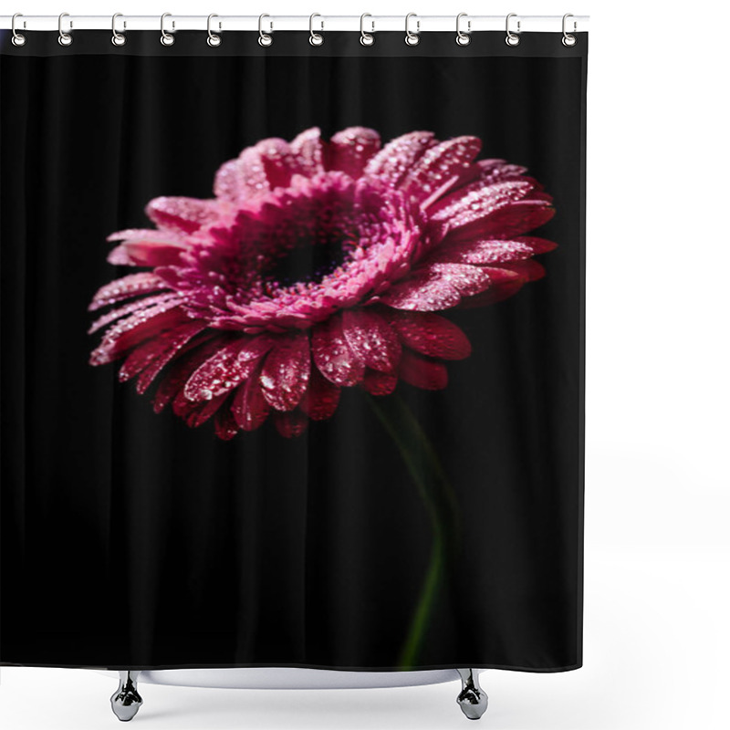 Personality  Close Up Of Fresh Pink Gerbera With Drops On Petals, Isolated On Black Shower Curtains