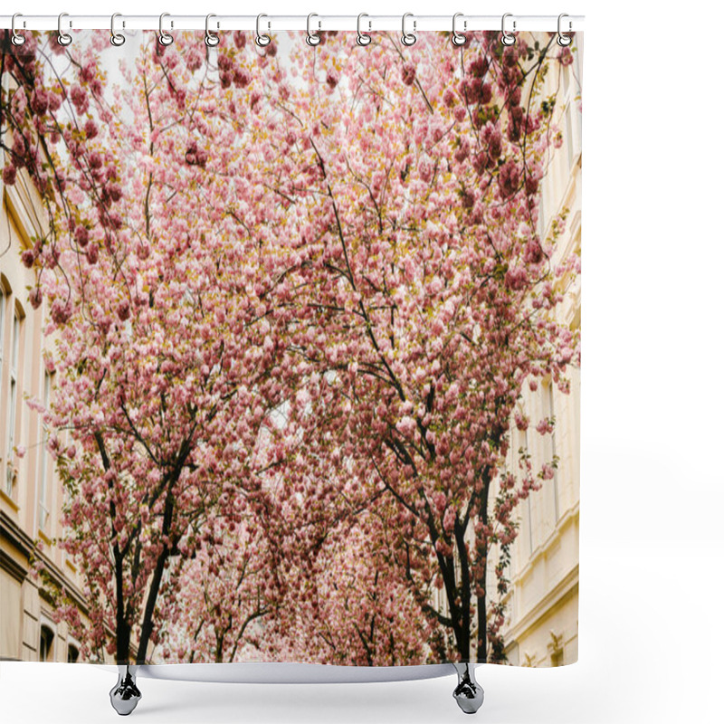 Personality  Cherry Blossoms Trees. Delicate Pink Rows Of Blooming Sakura, Bonn, Germany. Shower Curtains