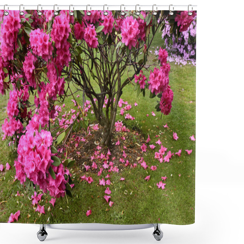 Personality  Pink Rhododendron Bush Shower Curtains