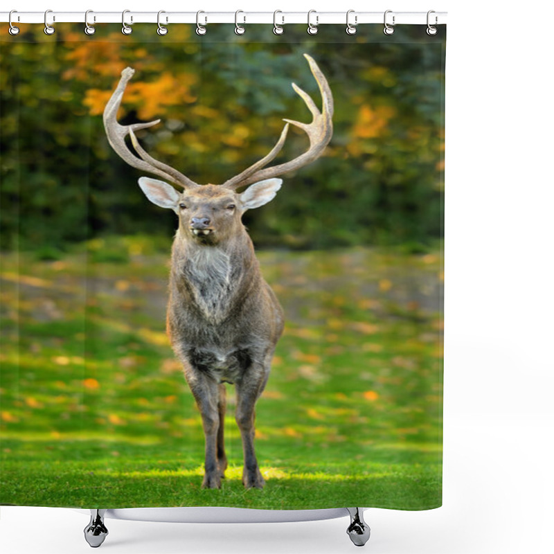 Personality  Beautiful Image Of Red Deer Shower Curtains