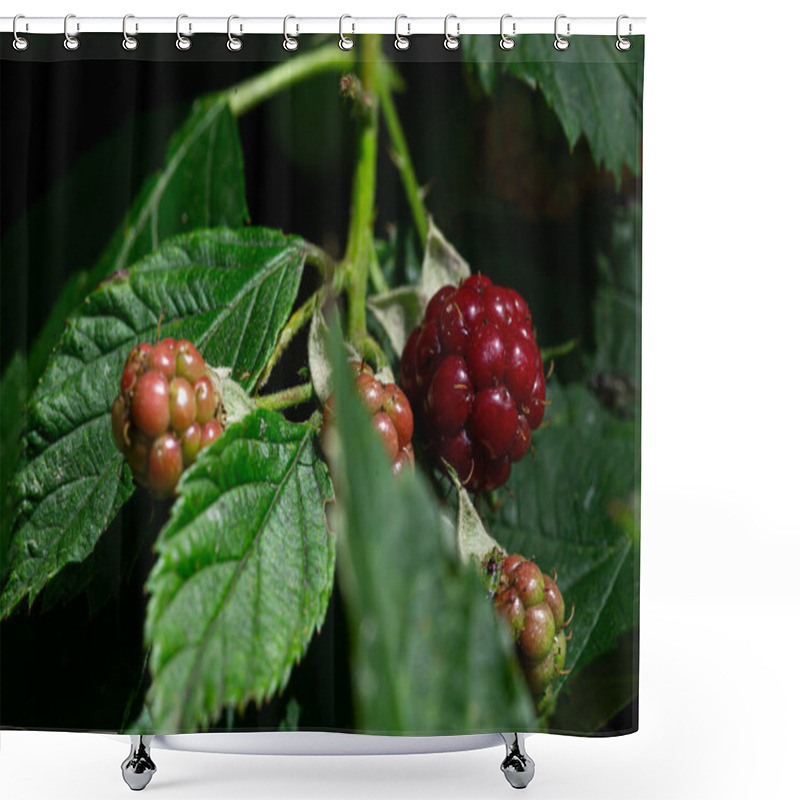 Personality  Close-Up Of Ripening Blackberries On A Bush Shower Curtains