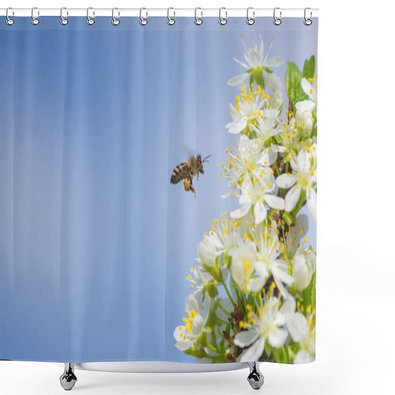 Personality  Bee On White Plum Flower With Pollen In Springtime. Close Up Mac Shower Curtains