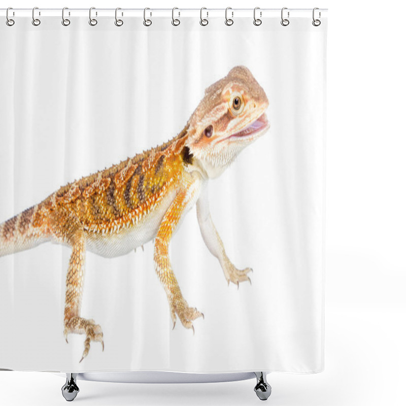 Personality  Red Bearded Dragon, Pogona Vitticeps, On White Shower Curtains