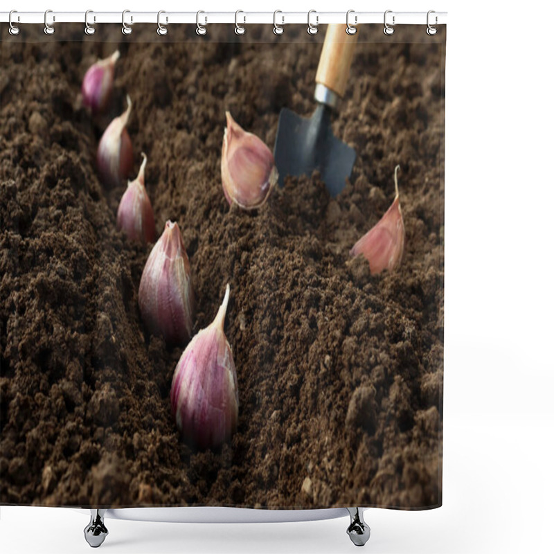 Personality  Planting And Growing Garlic In The Ground In The Beds By The Line Method In Autumn Or Spring. Shower Curtains