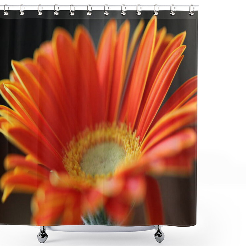 Personality   Close-up Of  Gerbera Flower On Background Shower Curtains