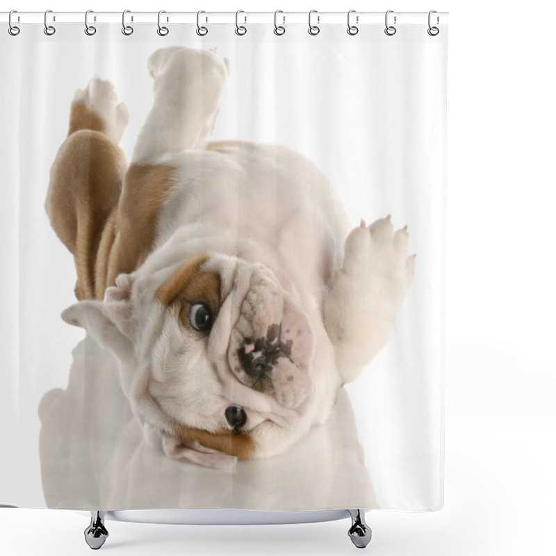 Personality  Nine Week Old English Bulldog Puppy Rolling On His Back Shower Curtains