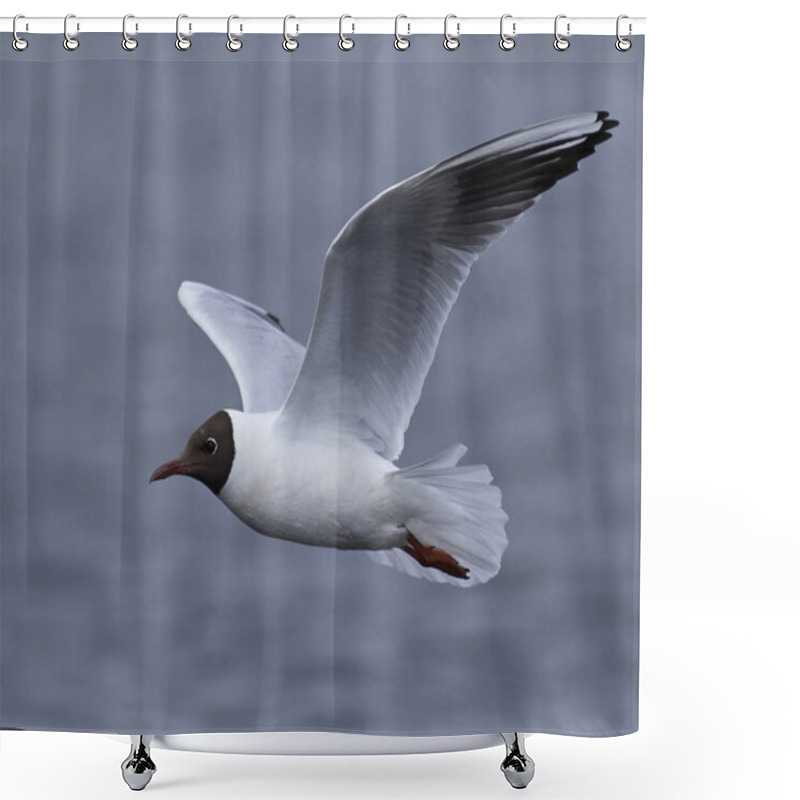 Personality  Black-headed Gull (Chroicocephalus Ridibundus) Shower Curtains