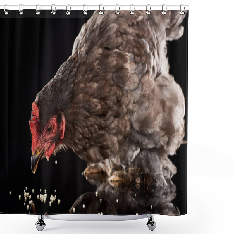 Personality  Purebred Brown Hen Eating Millet On Black Shower Curtains