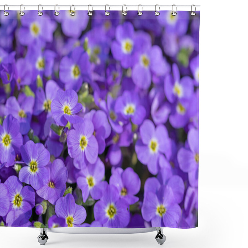 Personality  Blooming Blue Aubrieta, In The Spring Shower Curtains