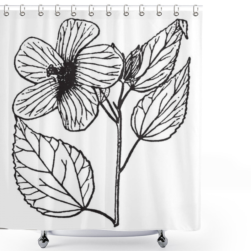 Personality  Picture Is Showing The Hibiscus Plant. It Is Showing Its Leaves And Flowering Part. Flower Consists Of Five To Six Petals. Leaves Are Large In Size, Vintage Line Drawing Or Engraving Illustration. Shower Curtains