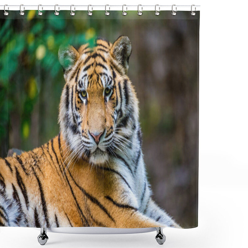 Personality  The Siberian Tiger (Panthera Tigris Tigris) Also Called Amur Tiger (Panthera Tigris Altaica) In The Forest Shower Curtains