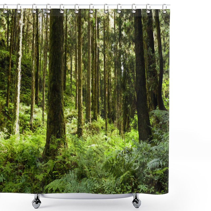 Personality  Beautiful Green Forest In The Morning. The Forest Of Alishan Is In Chiayi, Taiwan. Shower Curtains