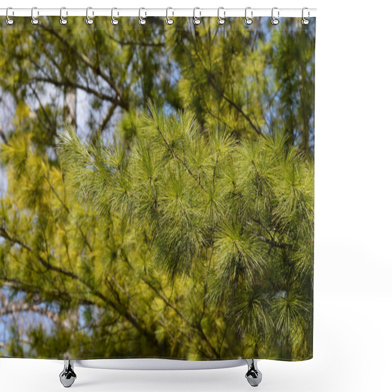 Personality  Eastern White Pine Branch - Latin Name - Pinus Strobus Shower Curtains