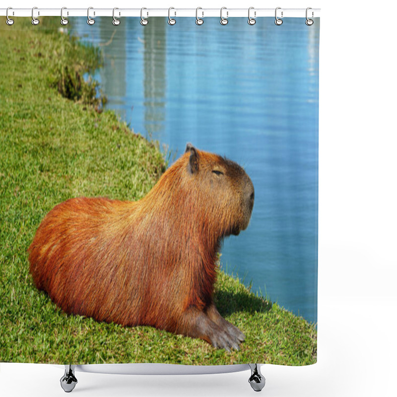 Personality  Capybara Chilling Peaceful Lying By The Lake Shower Curtains