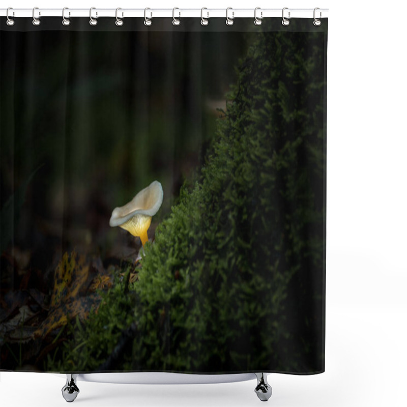 Personality  Fantasy Mushrooms Glowing In A Dark Magical Enchanted Woodland. Shower Curtains