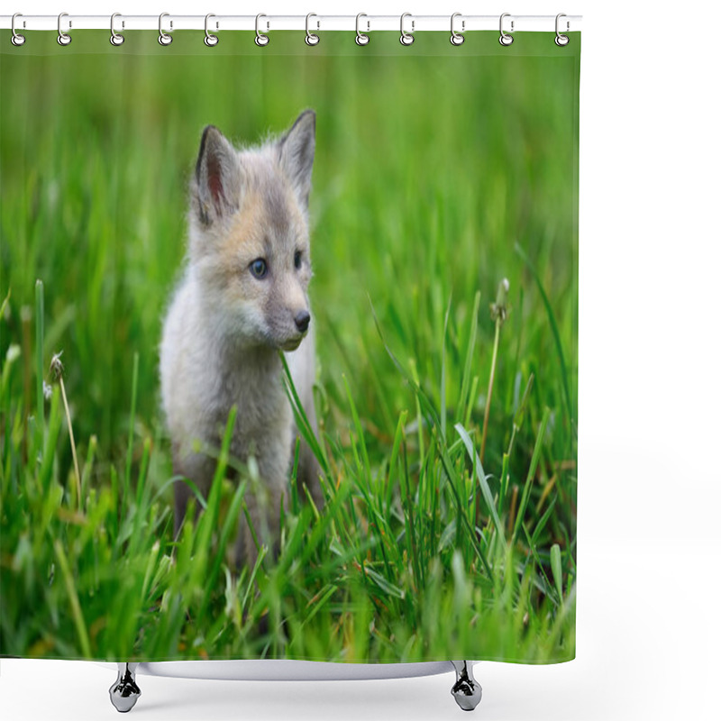 Personality  Baby Silver Fox Shower Curtains