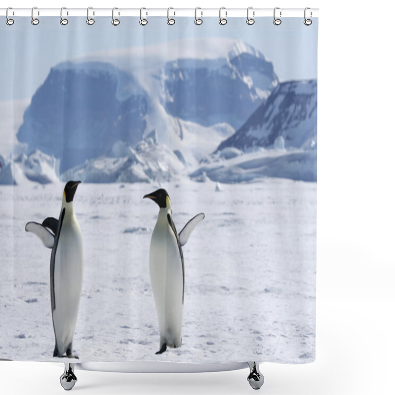 Personality  Emperor Penguins Shower Curtains