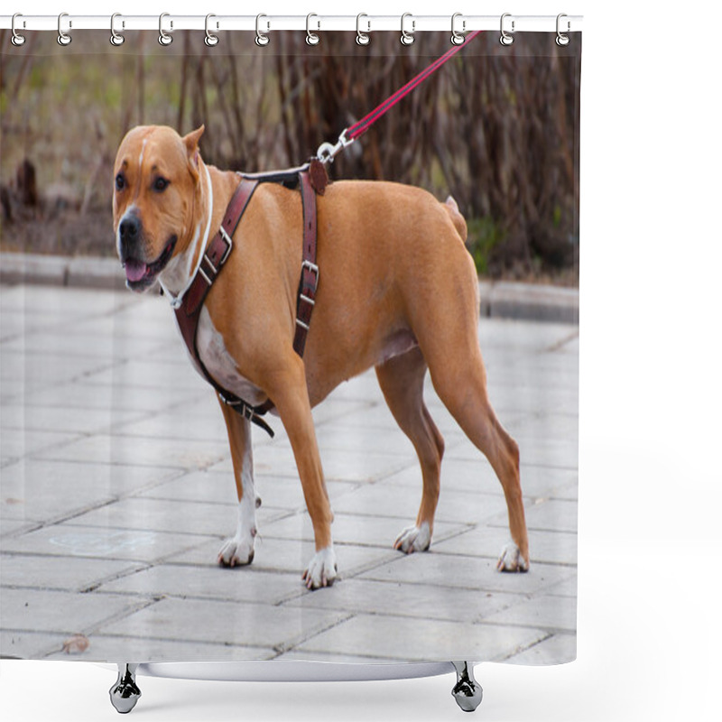 Personality  Staffordshire Terrier For A Walk Shower Curtains