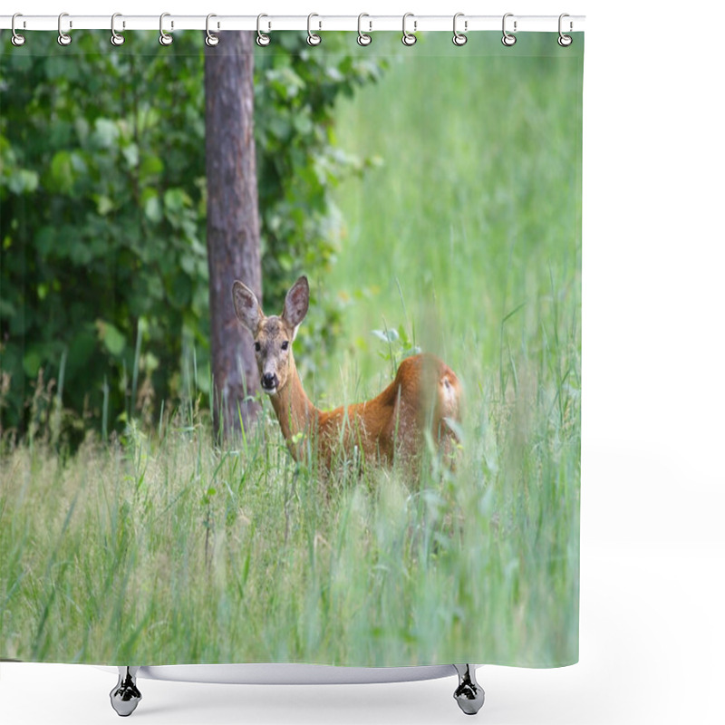 Personality  Roedeer Over The Forest Background ( Capreolus Capreolus ) Shower Curtains