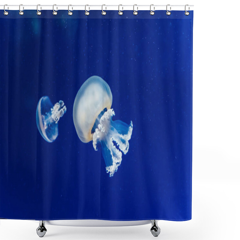 Personality  Marine Creatures, Medusozoa, Jellyfish With Jelly-like Body And  Shower Curtains