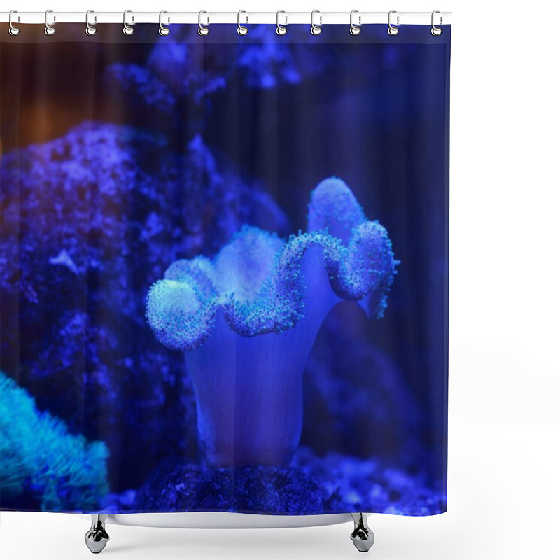 Personality  Close-up View Of Sea Anemones And Corals In Aquarium Shower Curtains