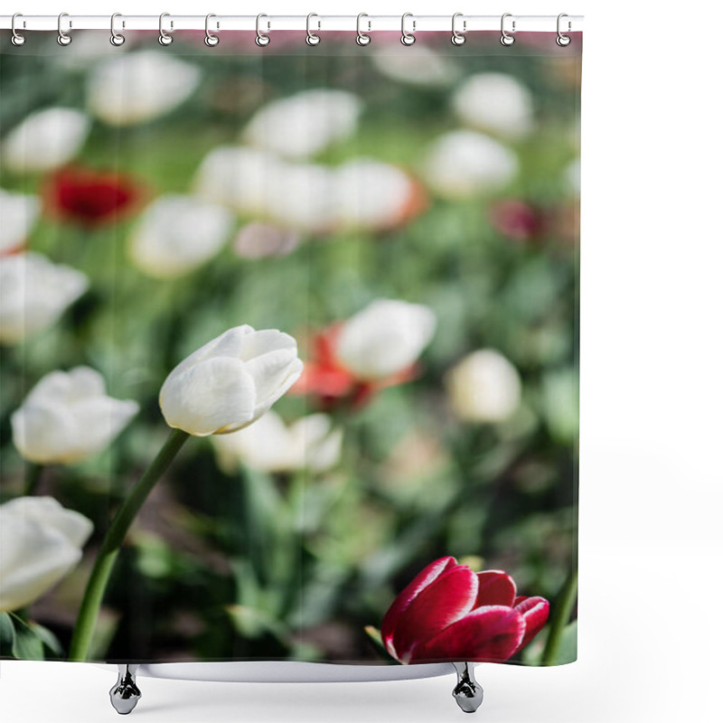 Personality  Selective Focus Of Beautiful Red And White Tulips With Green Leaves Shower Curtains