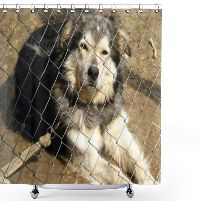 Personality  Animal Cruelty Shower Curtains