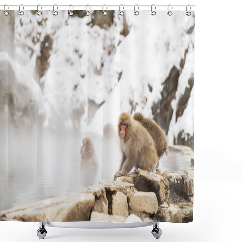 Personality  Japanese Macaques Or Snow Monkeys In Hot Spring Shower Curtains