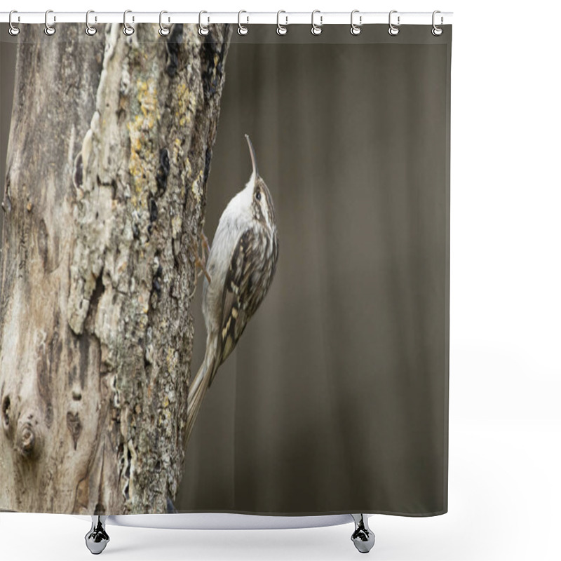 Personality  Short-toed Treecreeper On An Oak Trunk With The Last Lights Of Day Shower Curtains