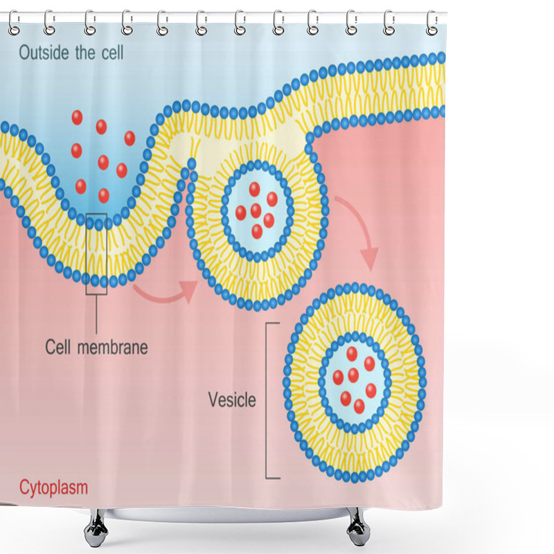 Personality  Endocytosis Vesicle Transport Cell Membrane Shower Curtains