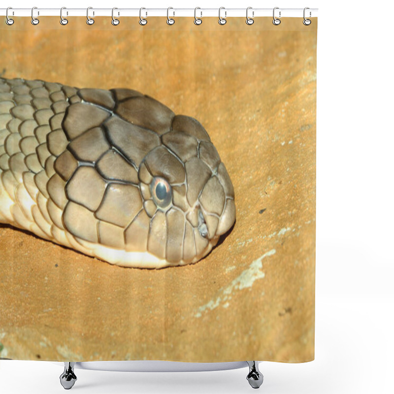 Personality  Head Shot King Cobra Snake On Sand Shower Curtains