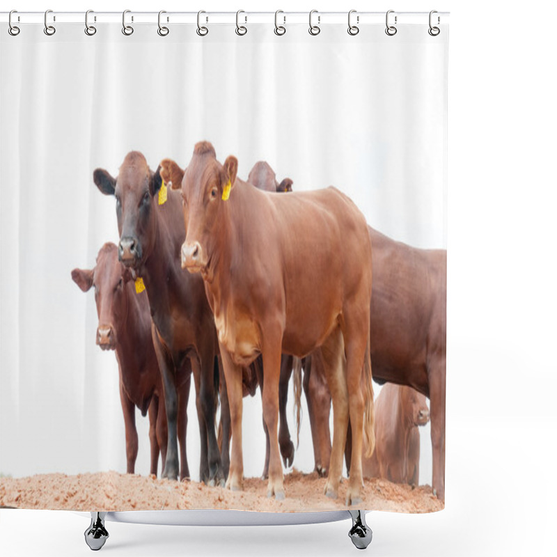 Personality  Afrikaner Cattle In The Kalahari Shower Curtains