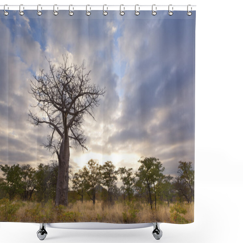 Personality  Large Baobab Tree Without Leaves At Sunrise With Cloudy Sky Shower Curtains