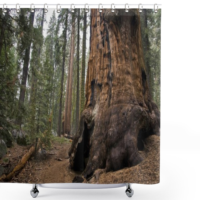 Personality  Sequoia National Park Shower Curtains