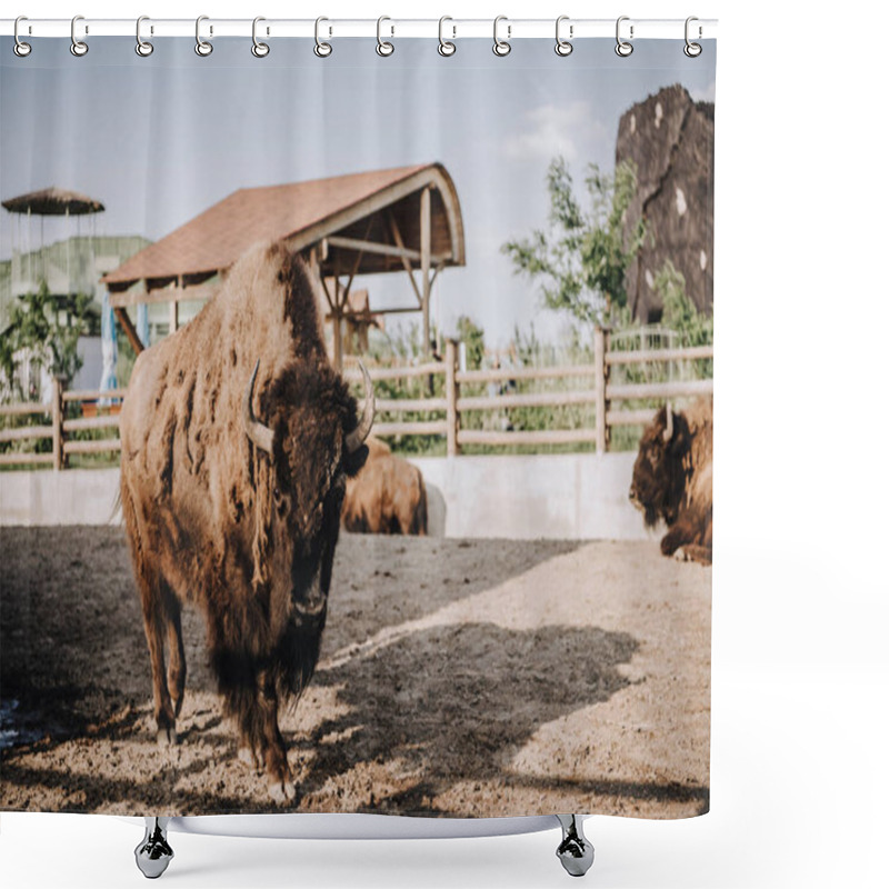 Personality  Close Up View Of Bisons Grazing In Corral At Zoo  Shower Curtains