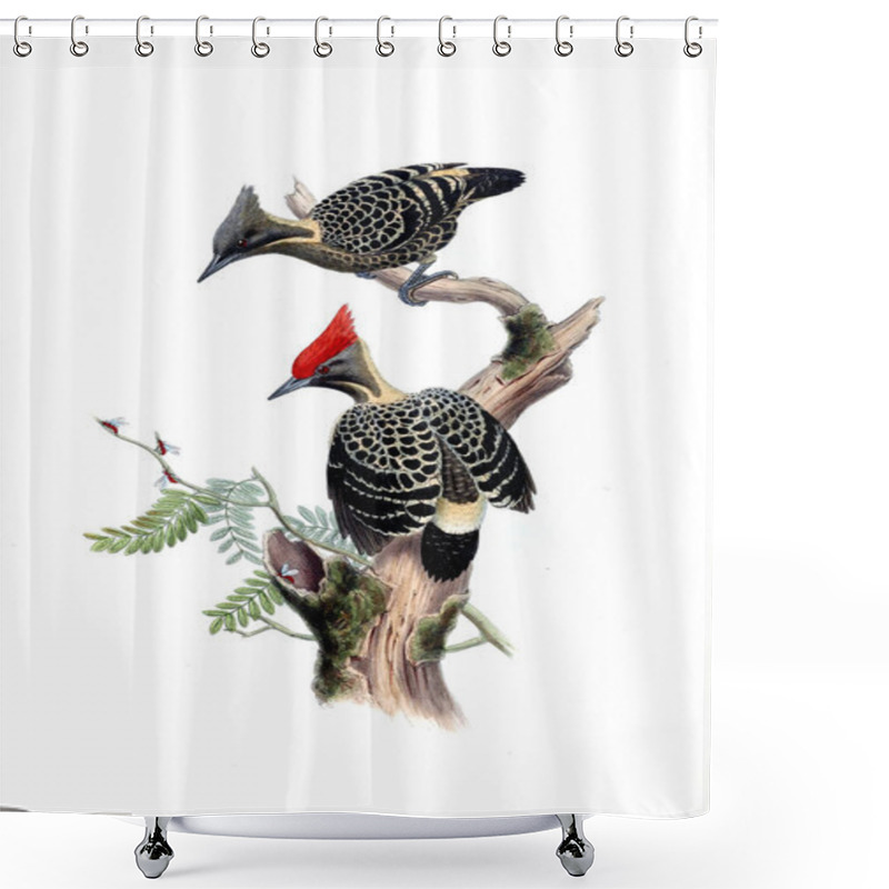 Personality  Illustration Of Animals Old Image Shower Curtains