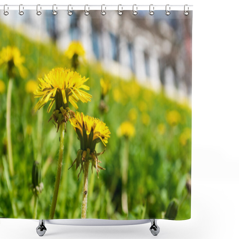 Personality  Close Up Of Dandelions On The Hill Shower Curtains