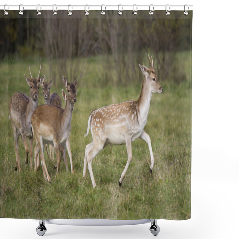 Personality  Young Deer Flock Running Shower Curtains