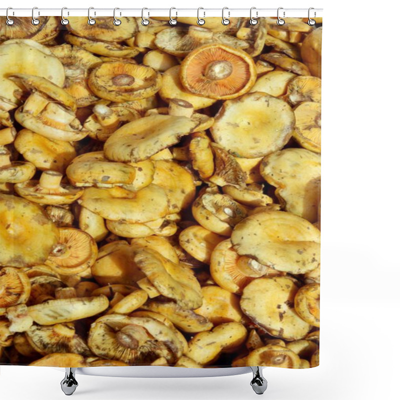 Personality  Edible Mushrooms Lactarius Deliciosus Shower Curtains