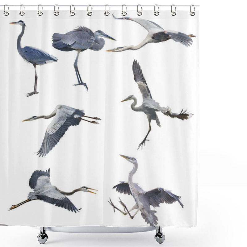 Personality  Great Blue Herons Isolated On White Shower Curtains