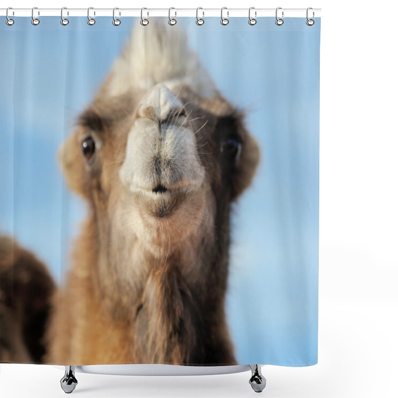 Personality  Head Of A Camel On A Background Of Blue Sky Shower Curtains