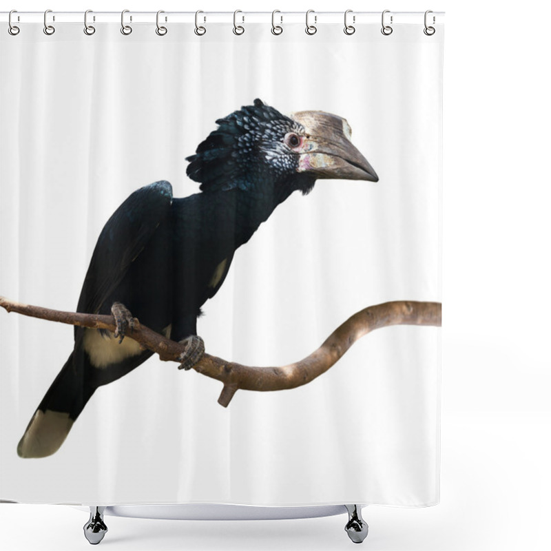 Personality  Silvery-cheeked Hornbill Shower Curtains